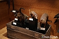 VBS_0937 - Riapre il Museo di Scienze Naturali dopo dieci anni di chiusura